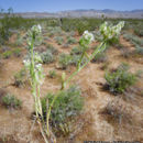 Image de Cryptantha decipiens (M. E. Jones) Heller