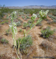 Image of gravelbar cryptantha