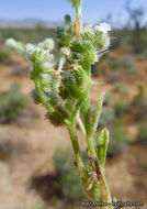 Image of gravelbar cryptantha