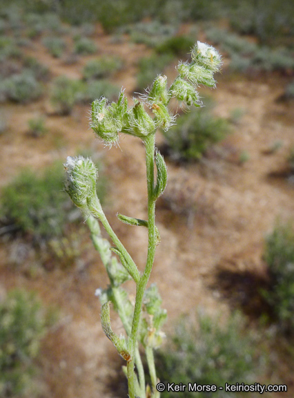 Image of gravelbar cryptantha