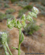 Image of gravelbar cryptantha