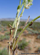 Image of gravelbar cryptantha