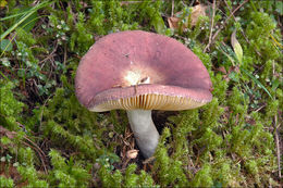 Image of Russula romellii Maire 1910