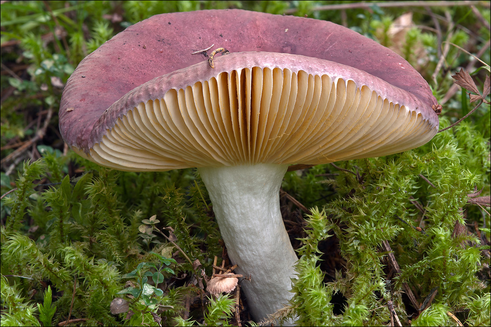 Image of Russula romellii Maire 1910