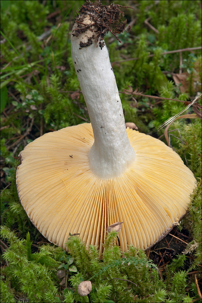 Image of Russula romellii Maire 1910