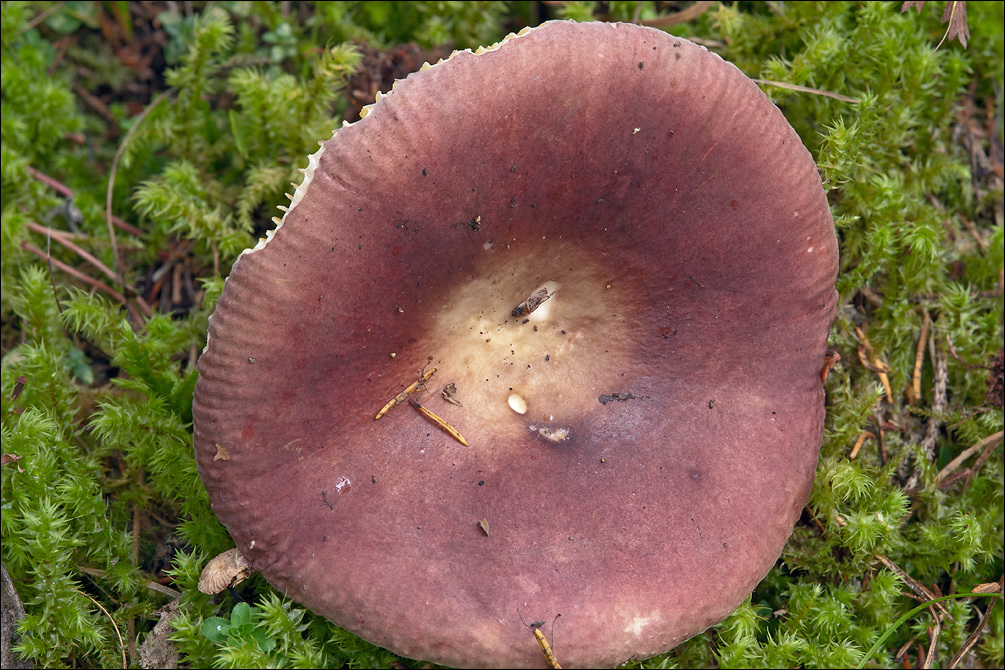 Image of Russula romellii Maire 1910