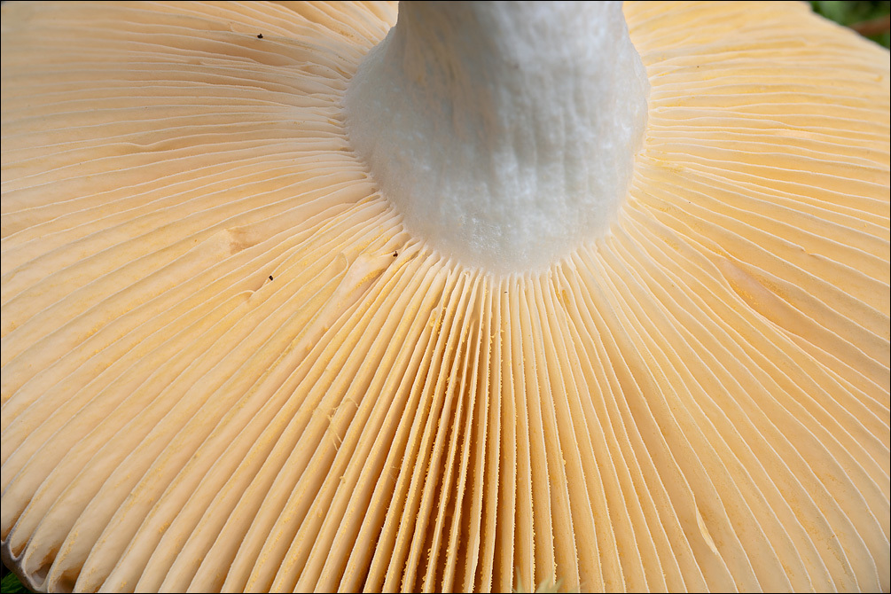 Image of Russula romellii Maire 1910