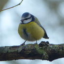 Image of Tit