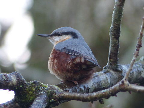 Image of Eurasian Nuthatch