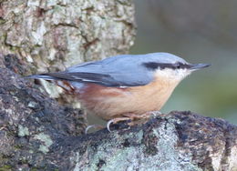 Image of Eurasian Nuthatch