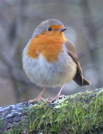 Image of robin, european robin