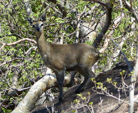 Image of Cape Klipspringer