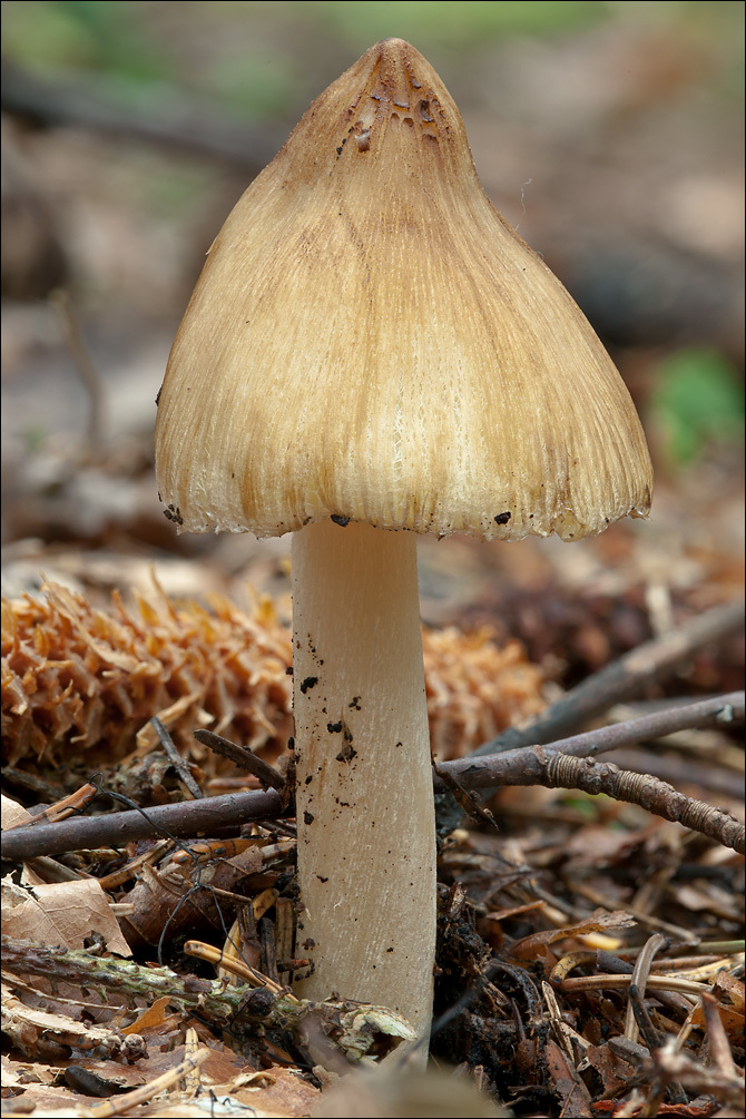 صورة Inocybe rimosa (Bull.) P. Kumm. 1871