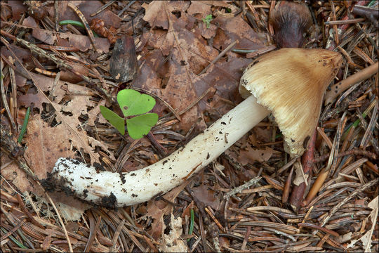 صورة Inocybe rimosa (Bull.) P. Kumm. 1871