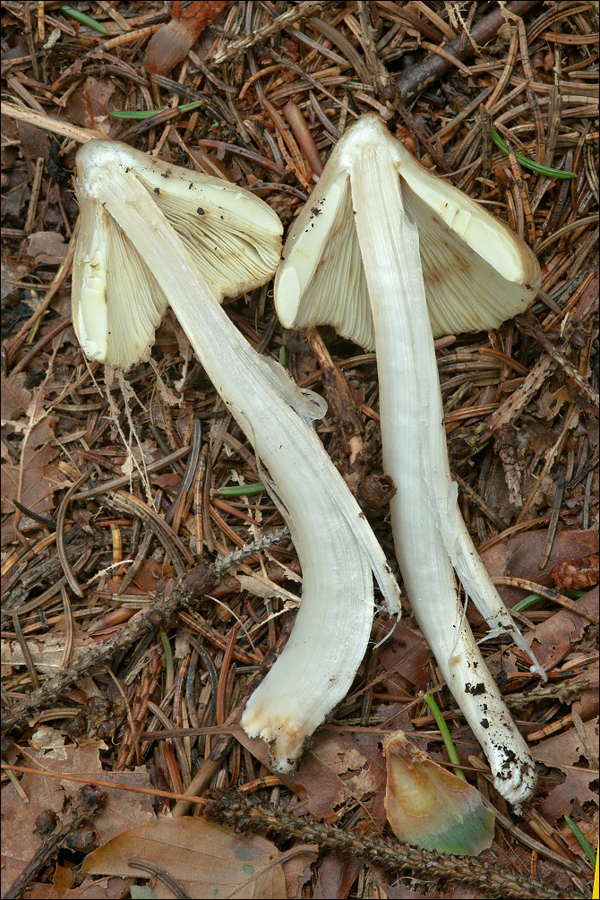 صورة Inocybe rimosa (Bull.) P. Kumm. 1871