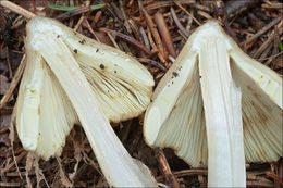 صورة Inocybe rimosa (Bull.) P. Kumm. 1871