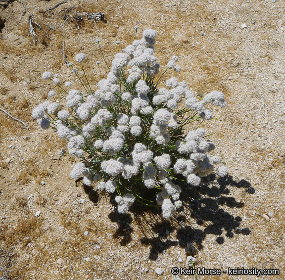 Image of Eastern Mojave buckwheat