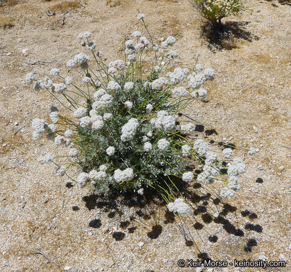 Image of Eastern Mojave buckwheat