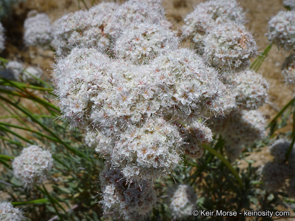 Image of Eastern Mojave buckwheat