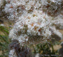 Image of Eastern Mojave buckwheat