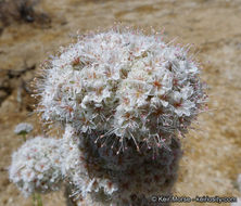 Image of Eastern Mojave buckwheat