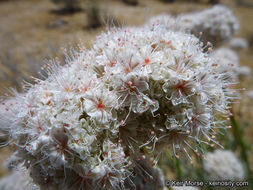 Image of Eastern Mojave buckwheat