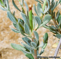 Image of Eastern Mojave buckwheat