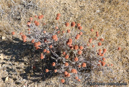 Image of Eastern Mojave buckwheat
