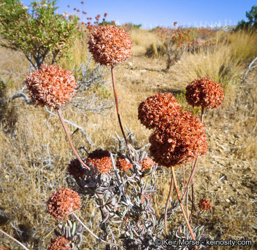 Imagem de Eriogonum fasciculatum var. polifolium (Benth.) Torrey & A. Gray