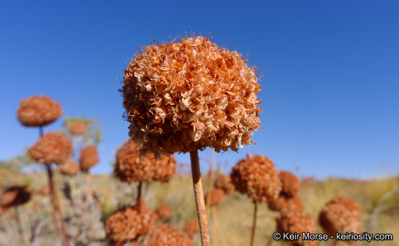 Image of Eastern Mojave buckwheat