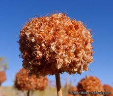 Image of Eastern Mojave buckwheat