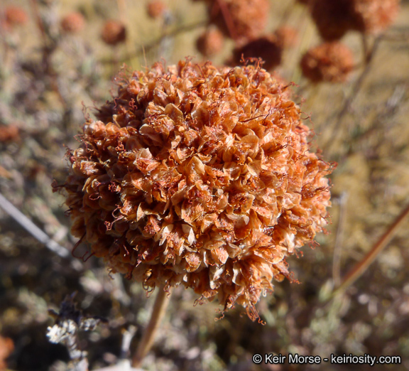 Image of Eastern Mojave buckwheat