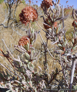 Imagem de Eriogonum fasciculatum var. polifolium (Benth.) Torrey & A. Gray