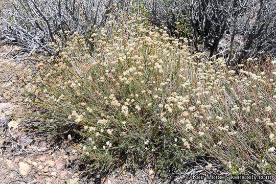 Imagem de Eriogonum fasciculatum var. polifolium (Benth.) Torrey & A. Gray