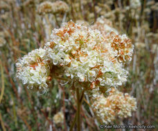 Image of Eastern Mojave buckwheat