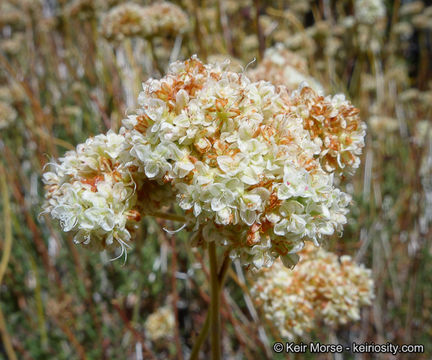 Imagem de Eriogonum fasciculatum var. polifolium (Benth.) Torrey & A. Gray