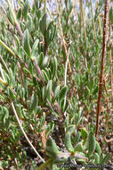 Image of Eastern Mojave buckwheat