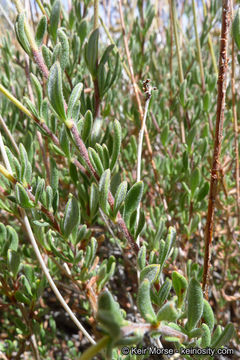 Imagem de Eriogonum fasciculatum var. polifolium (Benth.) Torrey & A. Gray