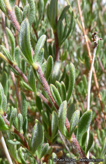 Image of Eastern Mojave buckwheat