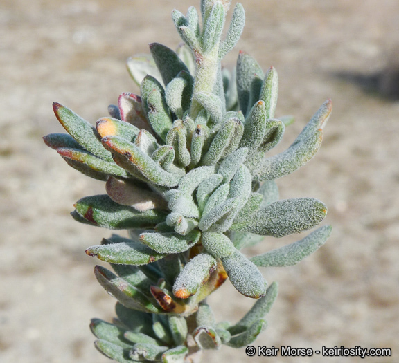 Image of Eastern Mojave buckwheat