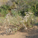Image of Eastern Mojave buckwheat