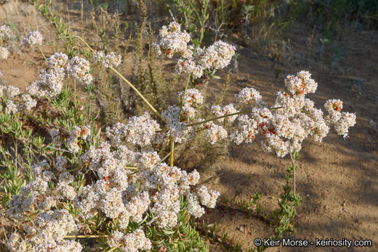 Image of Eastern Mojave buckwheat