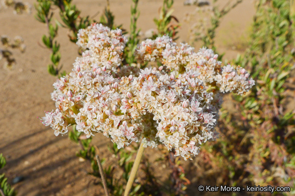 Imagem de Eriogonum fasciculatum var. foliolosum (Nutt.) S. Stokes ex Abrams