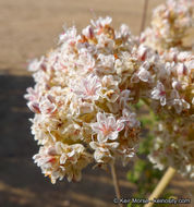 Imagem de Eriogonum fasciculatum var. foliolosum (Nutt.) S. Stokes ex Abrams