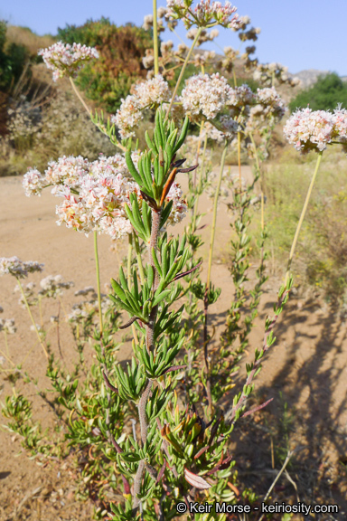 Imagem de Eriogonum fasciculatum var. foliolosum (Nutt.) S. Stokes ex Abrams