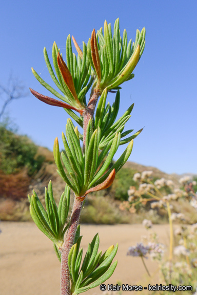 Imagem de Eriogonum fasciculatum var. foliolosum (Nutt.) S. Stokes ex Abrams