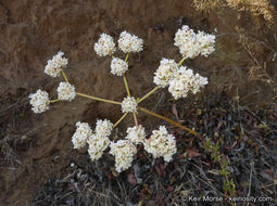 Imagem de Eriogonum fasciculatum var. foliolosum (Nutt.) S. Stokes ex Abrams