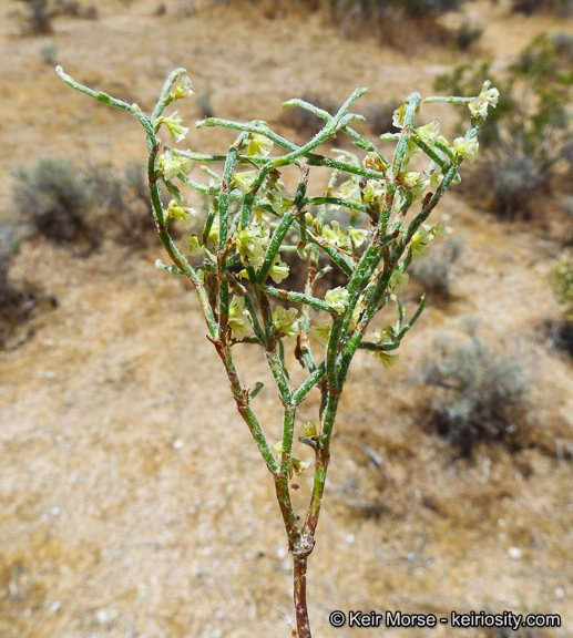 Image of birdnest buckwheat