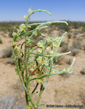 Image of birdnest buckwheat