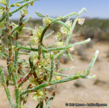 Imagem de Eriogonum nidularium Coville